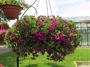 Impossible d'afficher l'image