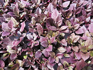 Alternanthera 'Purple Prince' Impossible to display the image