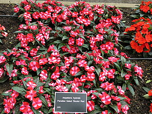 Impossible d'afficher l'image