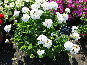 Impossible d'afficher l'image