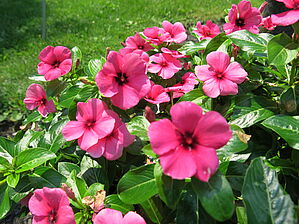 Impossible d'afficher l'image