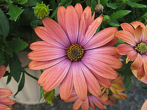 Impossible d'afficher l'image