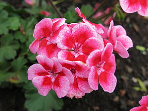 Impossible d'afficher l'image