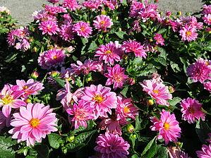 Impossible d'afficher l'image