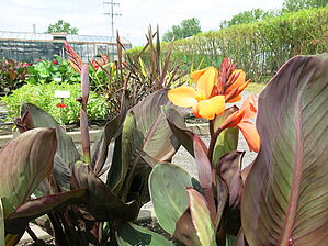 Impossible d'afficher l'image