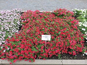 Petunia Supertunia Mini Vista 'Scarlet' Impossible d'afficher l'image