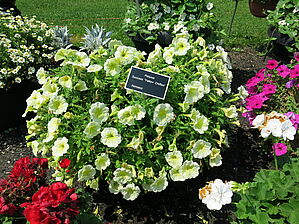 Petunia Success 'Yellow Chiffon' Impossible d'afficher l'image