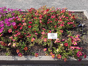 Petunia Fun Housse 'Potpourri' Impossible d'afficher l'image