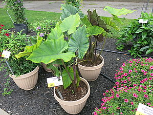 Alocasia 'Sumo' Impossible d'afficher l'image
