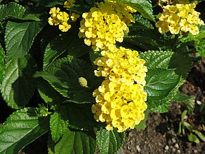 Impossible d'afficher l'image