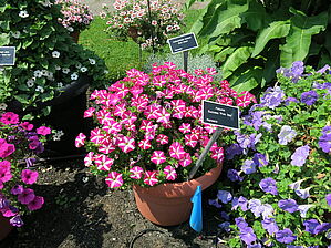Petunia Success 'Pink Star' Impossible d'afficher l'image
