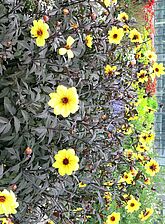 Impossible d'afficher l'image