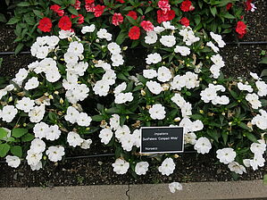 Impossible d'afficher l'image