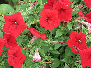 Petunia (Pot) Easy Wave 'Red Improved' Impossible d'afficher l'image