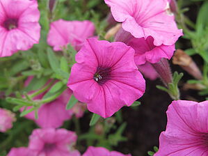 Petunia Supertunia Mini Vista 'Hot Pink' Impossible d'afficher l'image