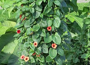 Thunbergia 'Arizona Dark Red' Impossible d'afficher l'image