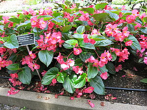 Begonia 'Megawatt Rose Green Leaf' Impossible to display the image