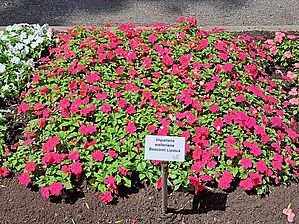 Impossible d'afficher l'image