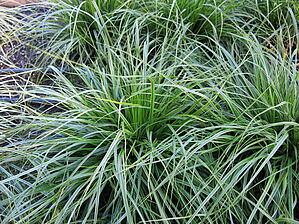 Impossible d'afficher l'image