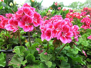 Impossible d'afficher l'image