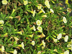 Impossible d'afficher l'image