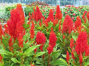 Impossible d'afficher l'image