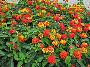 Impossible d'afficher l'image