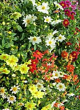 Impossible d'afficher l'image