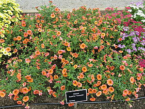 Impossible d'afficher l'image