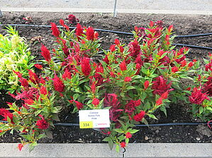 Impossible to display the image