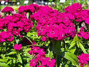 Impossible d'afficher l'image