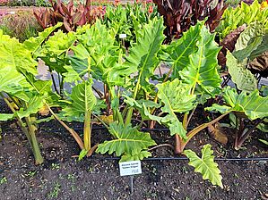 Alocasia 'Golden Dragon' Impossible d'afficher l'image
