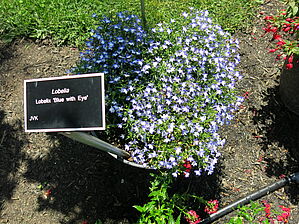 Impossible d'afficher l'image