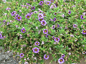 Impossible d'afficher l'image