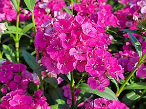 Impossible d'afficher l'image