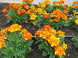 Tagetes 'Bonanza Orange' Impossible d'afficher l'image