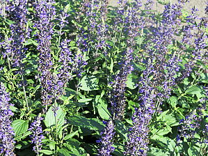 Salvia 'Playin' the Blues' Impossible d'afficher l'image