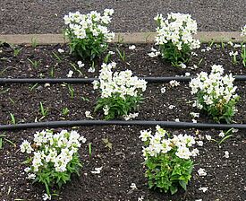 Impossible d'afficher l'image