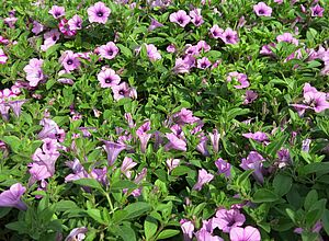 Petunia 'Supertunia Orchid Charm' Impossible d'afficher l'image