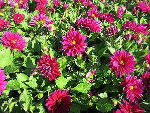 Impossible d'afficher l'image