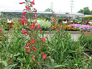 Impossible d'afficher l'image