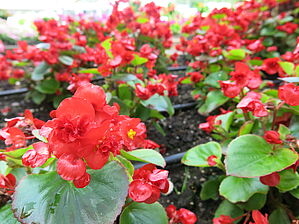 Begonia Fiona 'Red' Impossible to display the image