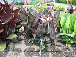 Impossible d'afficher l'image