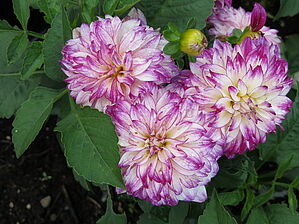 Impossible d'afficher l'image