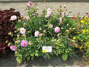 Impossible d'afficher l'image