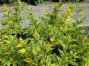 Impossible d'afficher l'image