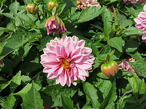 Impossible d'afficher l'image