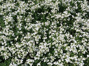 Impossible d'afficher l'image