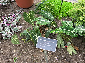 Alocasia 'Frydek' Impossible d'afficher l'image