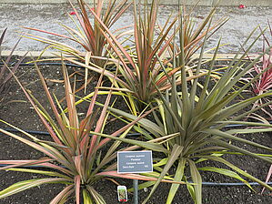 Impossible d'afficher l'image